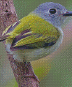 Tyrant Flycatchers Diamond Painting