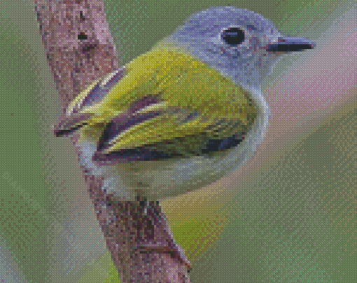 Tyrant Flycatchers Diamond Painting