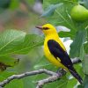 Golden Oriole Diamond Painting