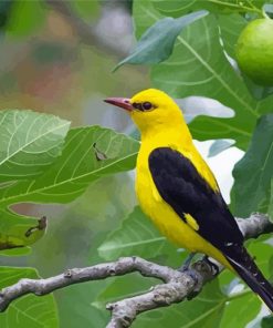 Golden Oriole Diamond Painting