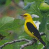 Golden Oriole Diamond Painting