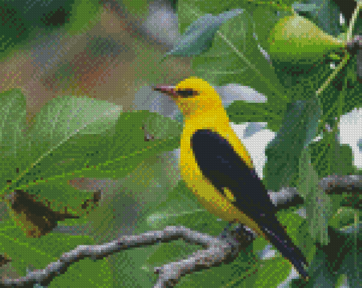 Golden Oriole Diamond Painting