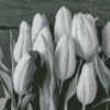 Black And White Tulip Diamond Painting