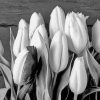 Black And White Tulip Diamond Painting