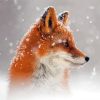 Cool Fox Snow Diamond Painting