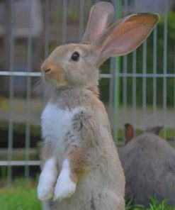 Cute Bunny Diamond Painting