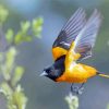 Flying Baltimore Oriole Diamond Painting