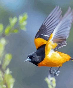 Flying Baltimore Oriole Diamond Painting