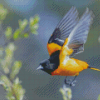 Flying Baltimore Oriole Diamond Painting