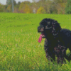 Happy Black Cockapoo Dog Diamond Painting