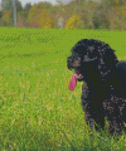 Happy Black Cockapoo Dog Diamond Painting