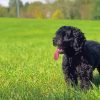 Happy Black Cockapoo Dog Diamond Painting