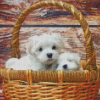 Maltese Puppies Diamond Painting