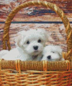 Maltese Puppies Diamond Painting