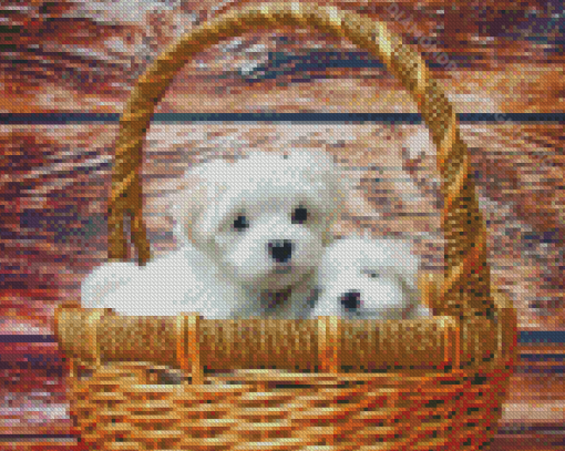 Maltese Puppies Diamond Painting