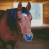 Old Brown Horse In A Barn Farm Diamond Painting