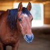 Old Brown Horse In A Barn Farm Diamond Painting