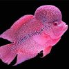 Pink Flowerhorn Fish Diamond Painting