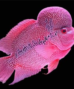 Pink Flowerhorn Fish Diamond Painting