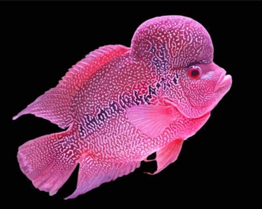 Pink Flowerhorn Fish Diamond Painting