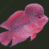 Pink Flowerhorn Fish Diamond Painting