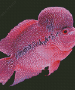 Pink Flowerhorn Fish Diamond Painting