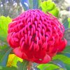 Pink Waratah Diamond Painting