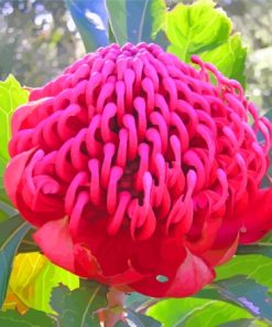 Pink Waratah Diamond Painting