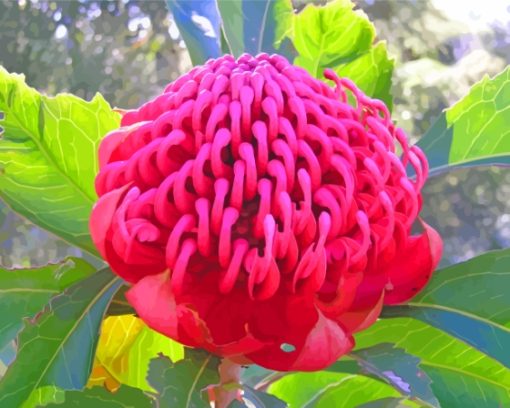 Pink Waratah Diamond Painting