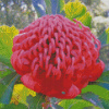 Pink Waratah Diamond Painting