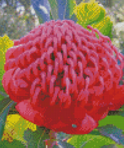 Pink Waratah Diamond Painting