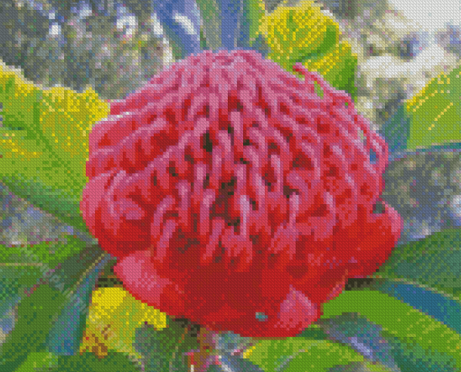 Pink Waratah Diamond Painting