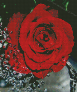 Red Rose Water Diamond Painting