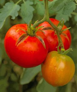 Tomato Plant Diamond Painting