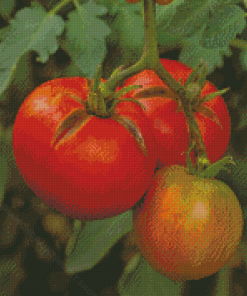 Tomato Plant Diamond Painting