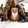 Weasel Animal In Snow Diamond Painting