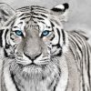 White Tiger With Blue Eyes Diamond Painting