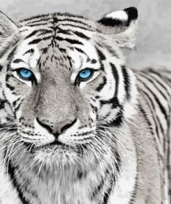 White Tiger With Blue Eyes Diamond Painting