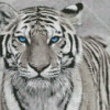 White Tiger With Blue Eyes Diamond Painting