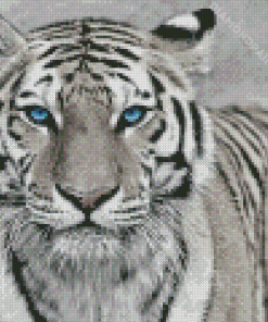 White Tiger With Blue Eyes Diamond Painting