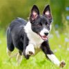 Aesthetic Smooth Collie Diamond Painting