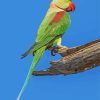 Alexandrine Parrot Diamond Painting