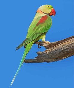 Alexandrine Parrot Diamond Painting