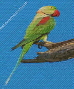 Alexandrine Parrot Diamond Painting