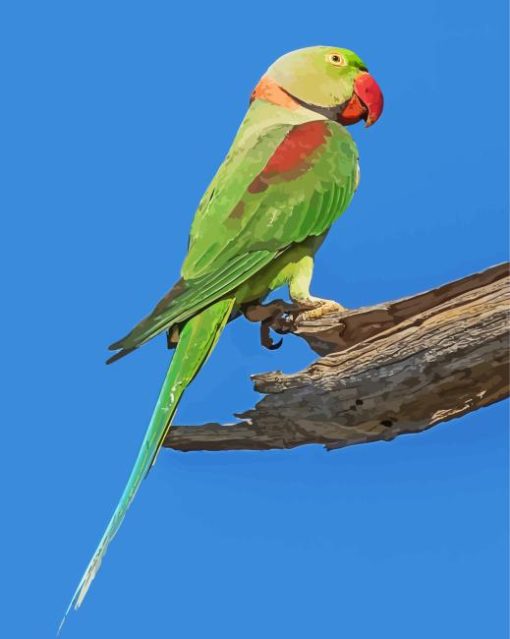 Alexandrine Parrot Diamond Painting