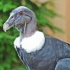 Andean Condor Diamond Painting