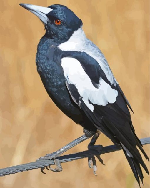 Australian Magpies Diamond Painting