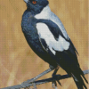 Australian Magpies Diamond Painting