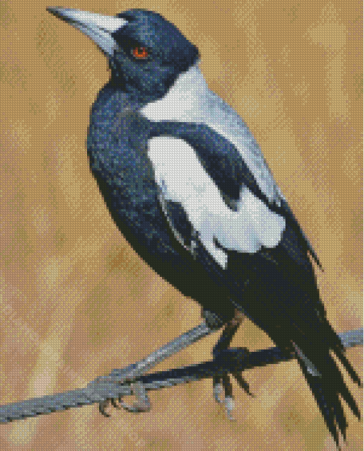 Australian Magpies Diamond Painting