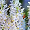 Bee On White Hyacinth Diamond Painting